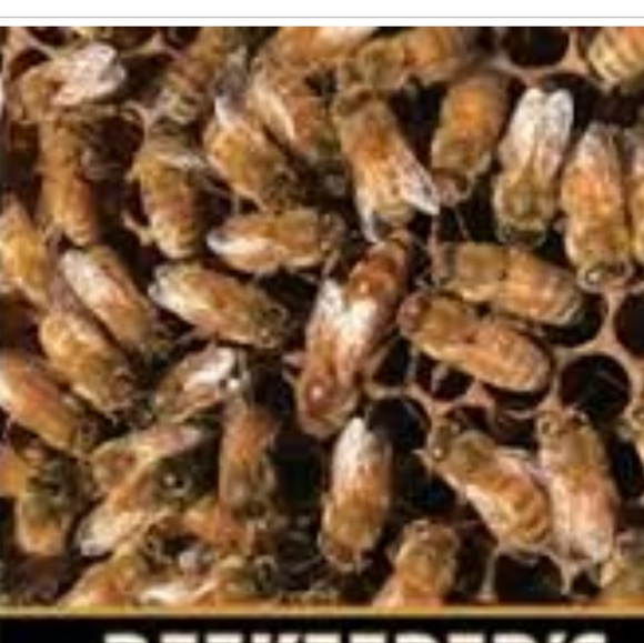 First Lessons in Beekeeping by Keith Delplane Book - Picture 3 of 3